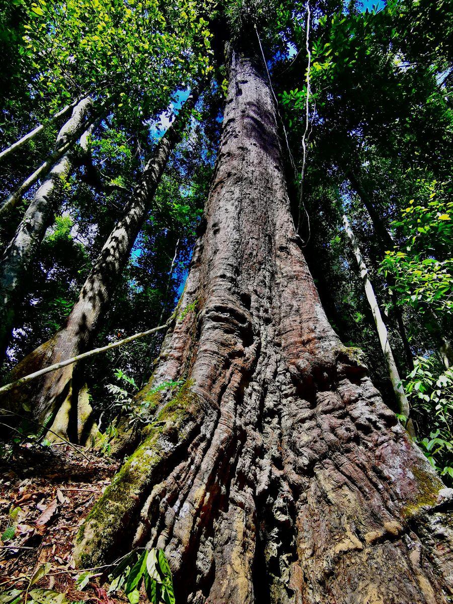 The deeply fluted, mossy base of a mature belian (Bornean ironwood) seen from below in Bornean rainforest