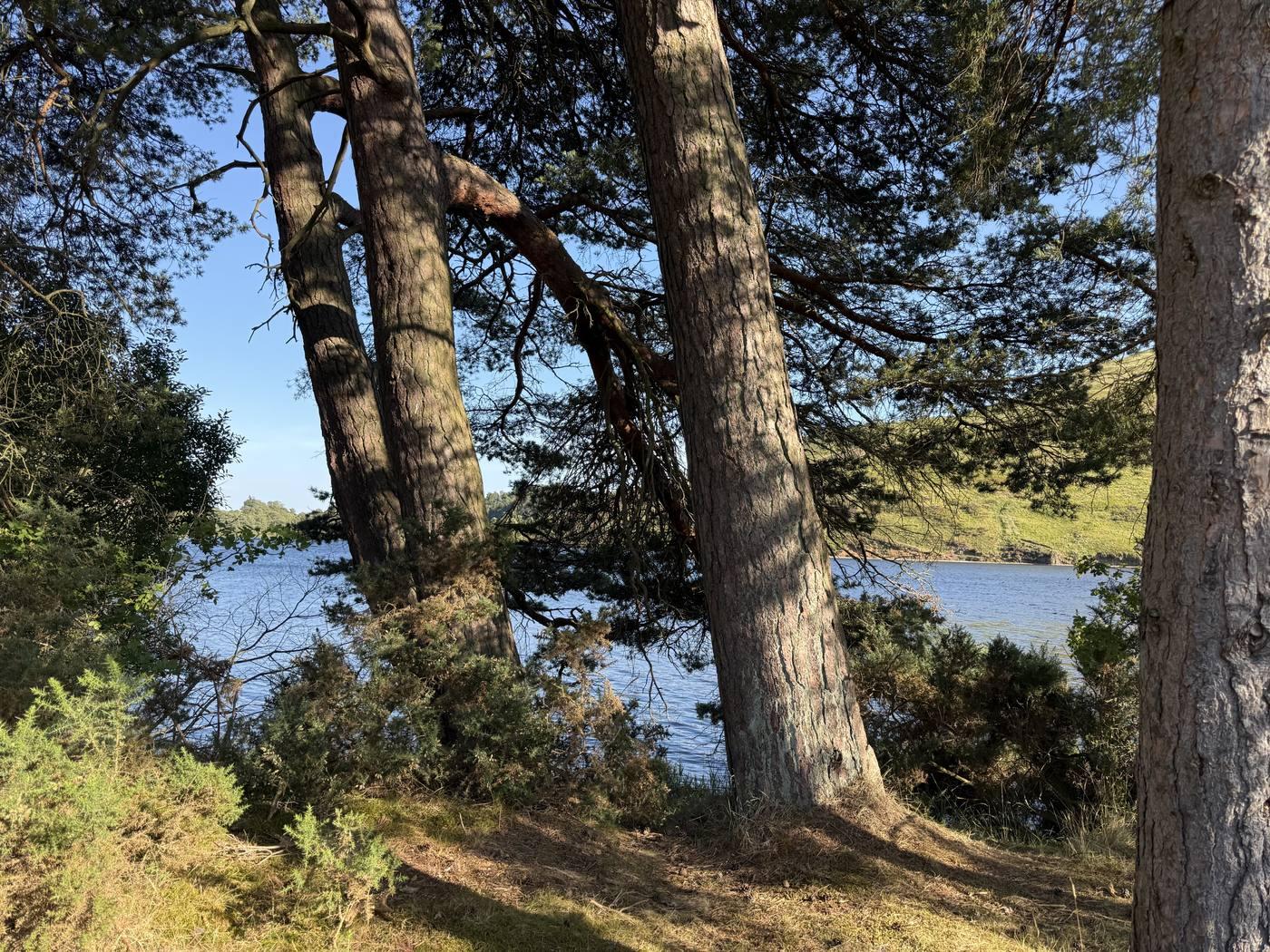 Scots pines leaning over a loch shore in evening light