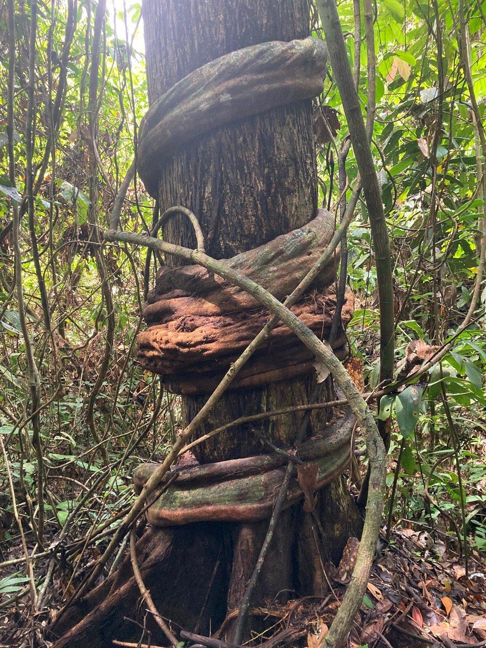 A thick woody liana coiled in heavy loops around the base of a mature tree in Sabah, Malaysian Borneo