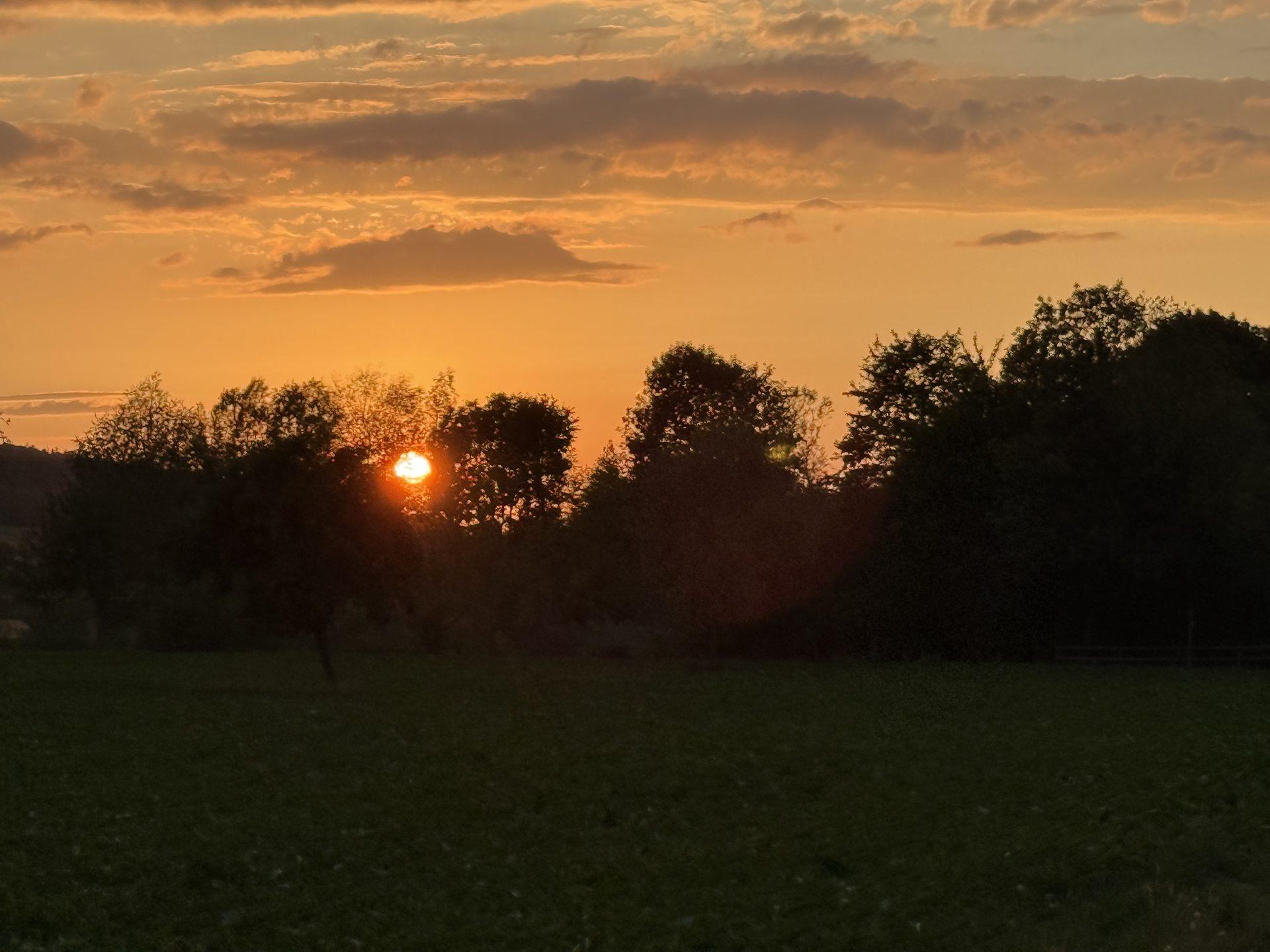 The sun setting behind a line of broadleaf trees at the edge of a field.